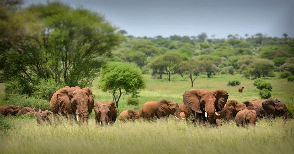Tanzania Private Guided Safari | 7 Days | Image #8/8 | 
