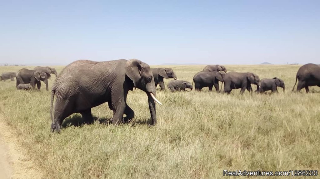 Herd of elephants | Tanzania Wildebeests Migration Safari July 2023 | Image #7/13 | 