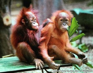 Borneo wild Orangutan Tour