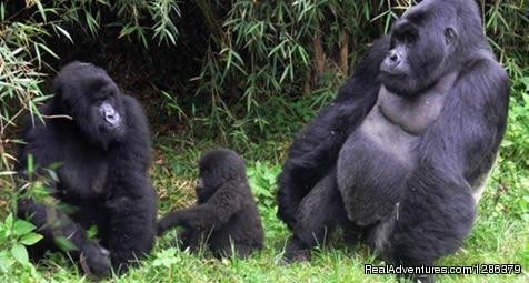Gorillas in Bwindi Forest | Primates and wildlife ultimate combo | Kampala, Uganda | Wildlife & Safari Tours | Image #1/1 | 