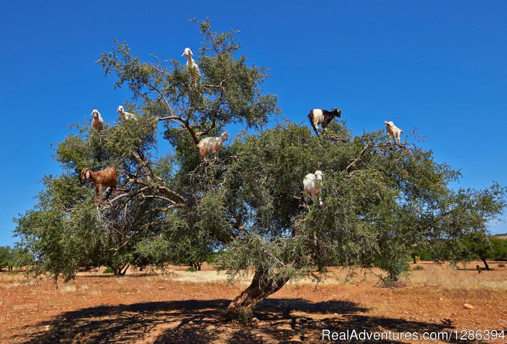 Goats in argan trees | Camel Tours Morocco | Image #25/26 | 
