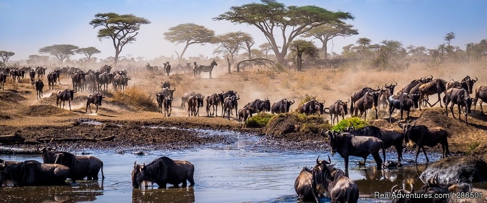 Wildebeest Migration | Tosha Adventures | Image #4/6 | 