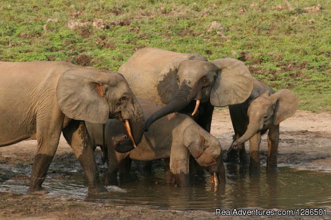 safari to Tarangire home of elephant | Tosha Adventures | Image #5/6 | 