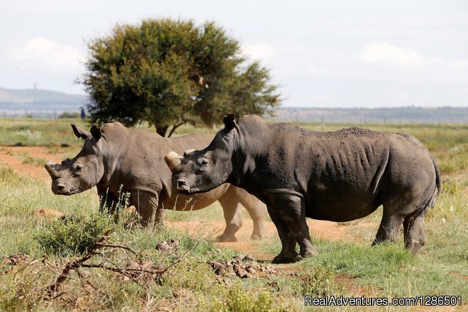 safari to Ngorongoro spoting the Rhino | Tosha Adventures | Image #6/6 | 