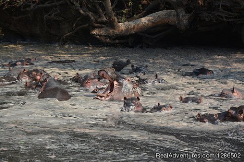 Hippos, Katavi National Park