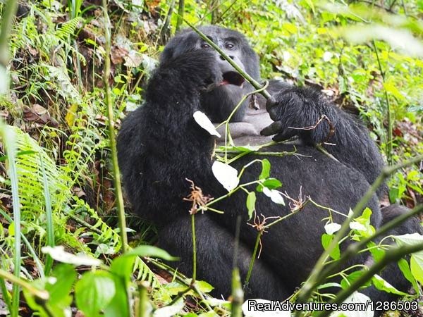 Gorilla trekking in Bwindi Forest | Budget Gorilla trekking safaris in Uganda & Rwanda | Kabale, Uganda | Wildlife & Safari Tours | Image #1/3 | 