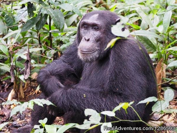 Chimpanzee in Kibale | Budget Gorilla trekking safaris in Uganda & Rwanda | Image #2/3 | 
