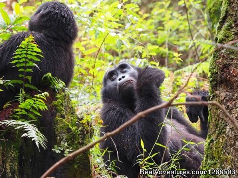 Gorilla trekking in Bwindi Forest