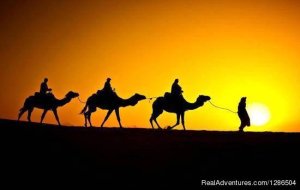 Morocco Desert Tours | Fes, Morocco | Wildlife & Safari Tours