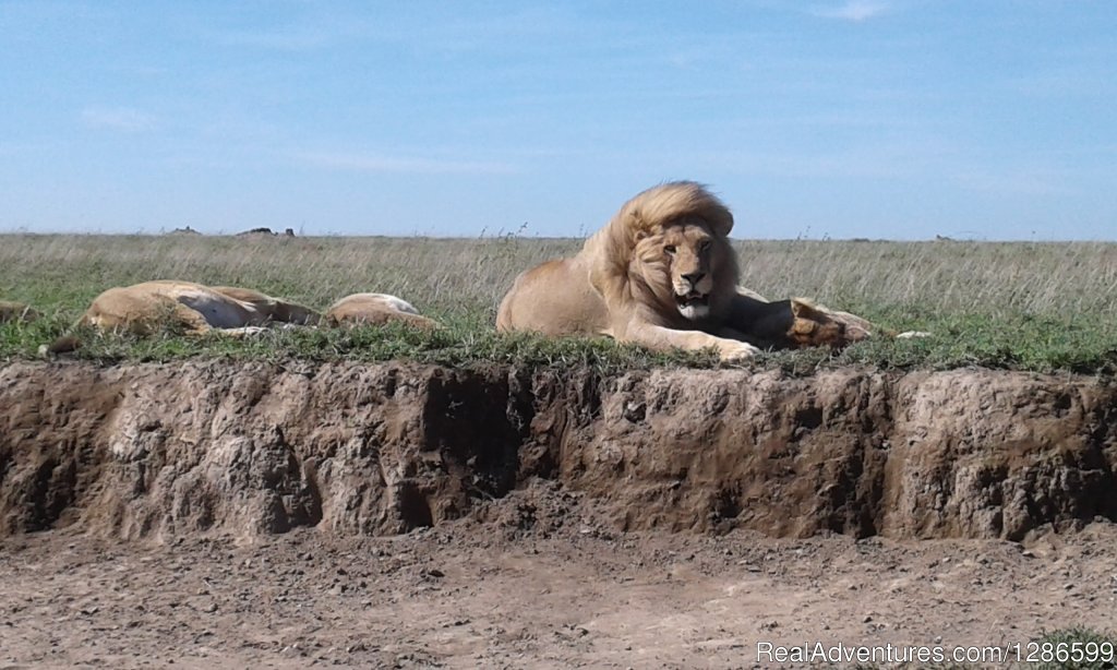 Lion | 5 days Budget Safari, Northern Tanzania | Arusha, Tanzania | Wildlife & Safari Tours | Image #1/6 | 