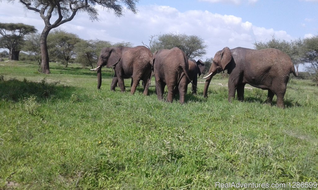 Elefant | 5 days Budget Safari, Northern Tanzania | Image #2/6 | 