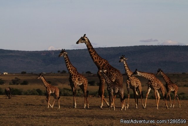 Giraffes | 5 days Budget Safari, Northern Tanzania | Image #3/6 | 
