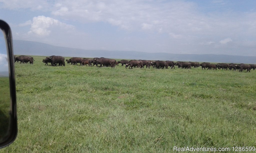 Buffalo Grazing | 5 days Budget Safari, Northern Tanzania | Image #4/6 | 