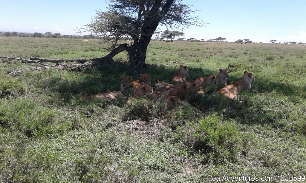 Lion Pride | 5 days Budget Safari, Northern Tanzania | Image #5/6 | 