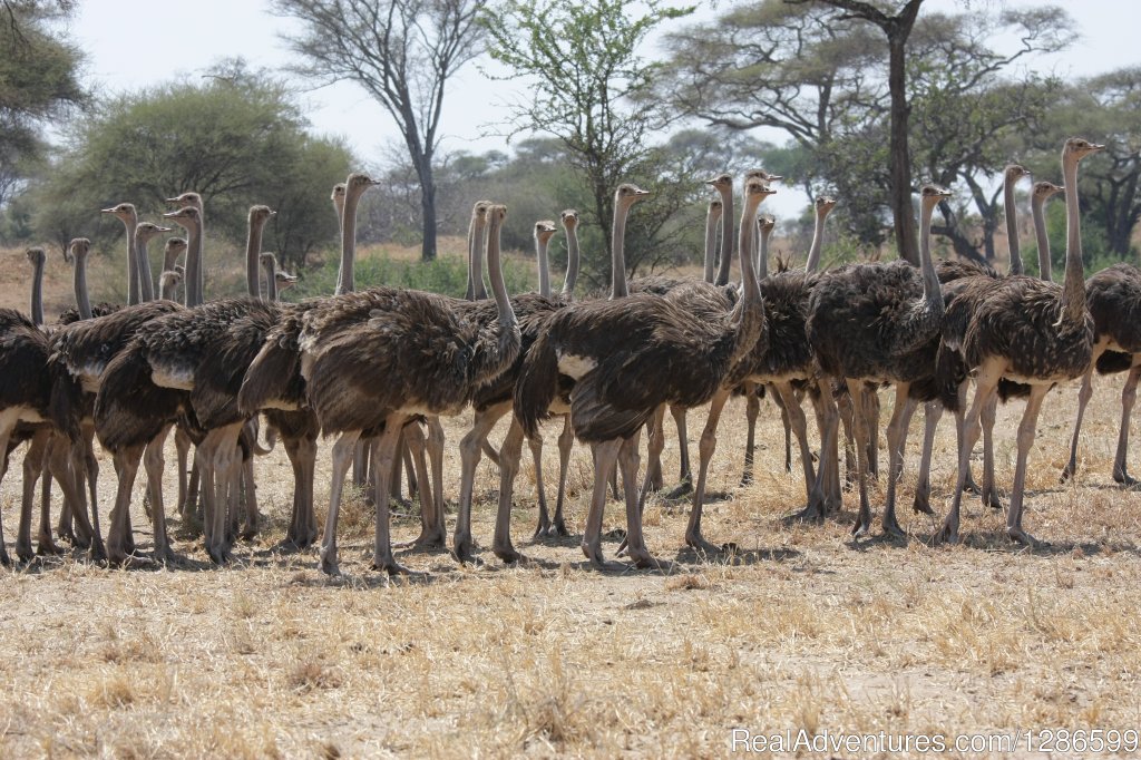 Ostriches | 5 days Budget Safari, Northern Tanzania | Image #6/6 | 