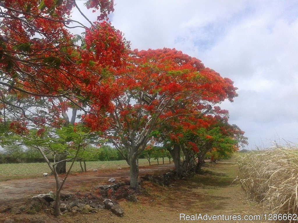 Vacation Rental Grand Bay, Mauritius | Image #18/24 | 