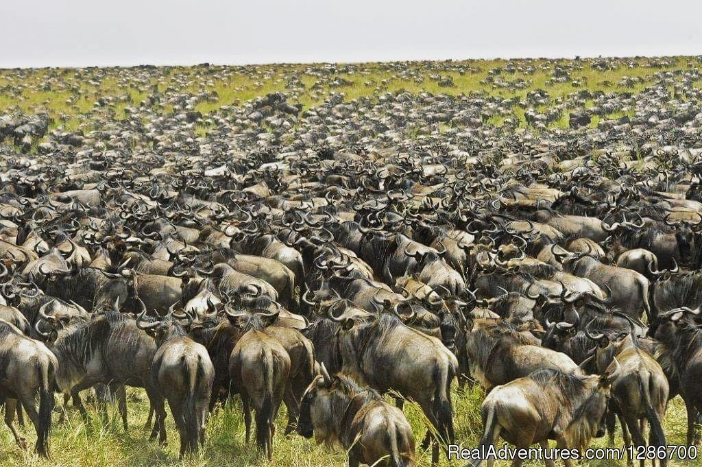 0 Days Serengeti Wildebeest Migration Safari. | 10 Days Serengeti Wildebeest Migration Safari | Arusha, Tanzania | Wildlife & Safari Tours | Image #1/1 | 