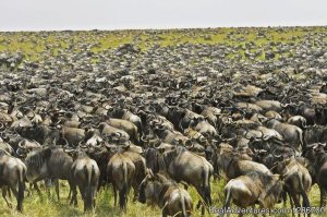 10 Days Serengeti Wildebeest Migration Safari | Arusha, Tanzania | Wildlife & Safari Tours