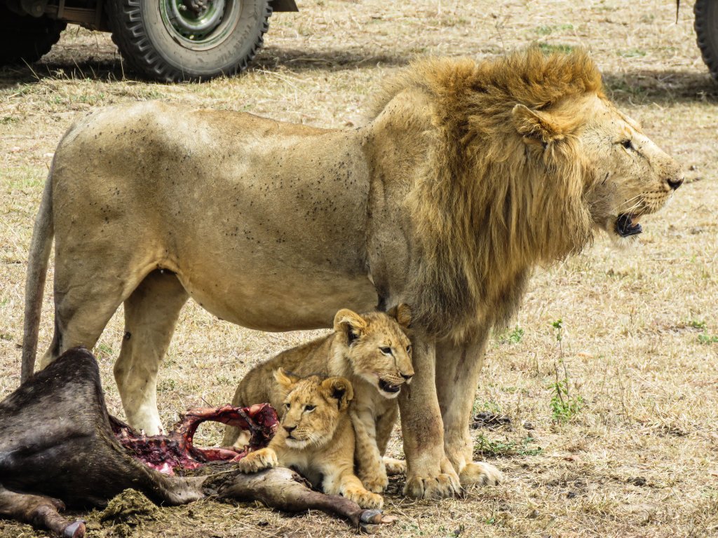 Lion Cubs | 3 Days Maasai Mara Safari | Image #4/4 | 
