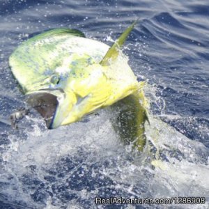 Dream Raiser Sportfishing | Los Suenos, Costa Rica | Fishing Trips