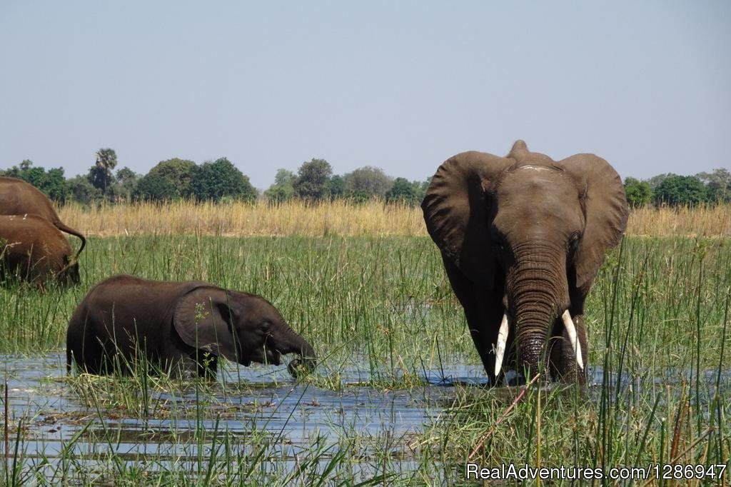 Elephants at Mosi-oa_tunya National Park | Wild life Expose | Livingstone, Zambia | Sight-Seeing Tours | Image #1/1 | 