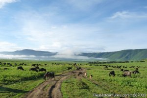 Ngorongoro Crater Day Trip | Arusha, Tanzania | Wildlife & Safari Tours