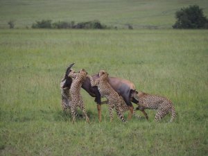 4 Days Kenya Budget Safari Nairobi-maasai Mara-lak