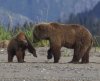 Bear Viewing In Alaska | Homer, Alaska
