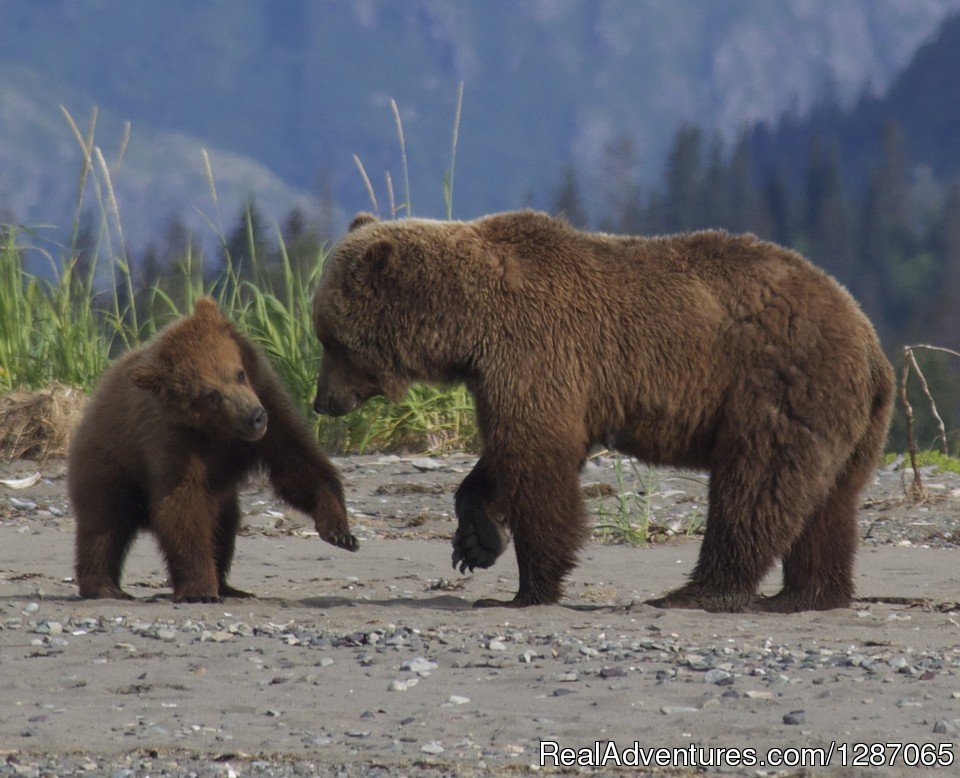 Bear Viewing in Alaska | Bear Viewing In Alaska | Homer, Alaska  | Eco Tours | Image #1/8 | 
