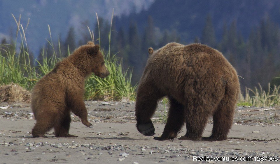 Bear Viewing in Alaska | Bear Viewing In Alaska | Image #2/8 | 