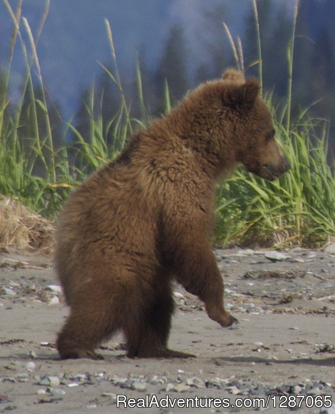 Bear Viewing in Alaska | Bear Viewing In Alaska | Image #3/8 | 