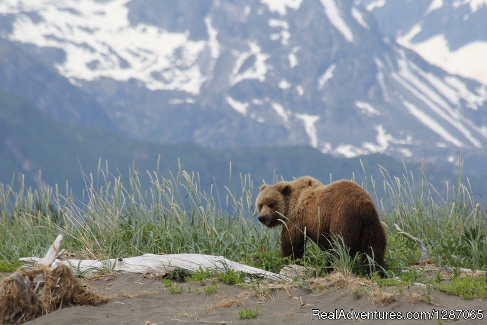 Bear Viewing in Alaska | Bear Viewing In Alaska | Image #4/8 | 