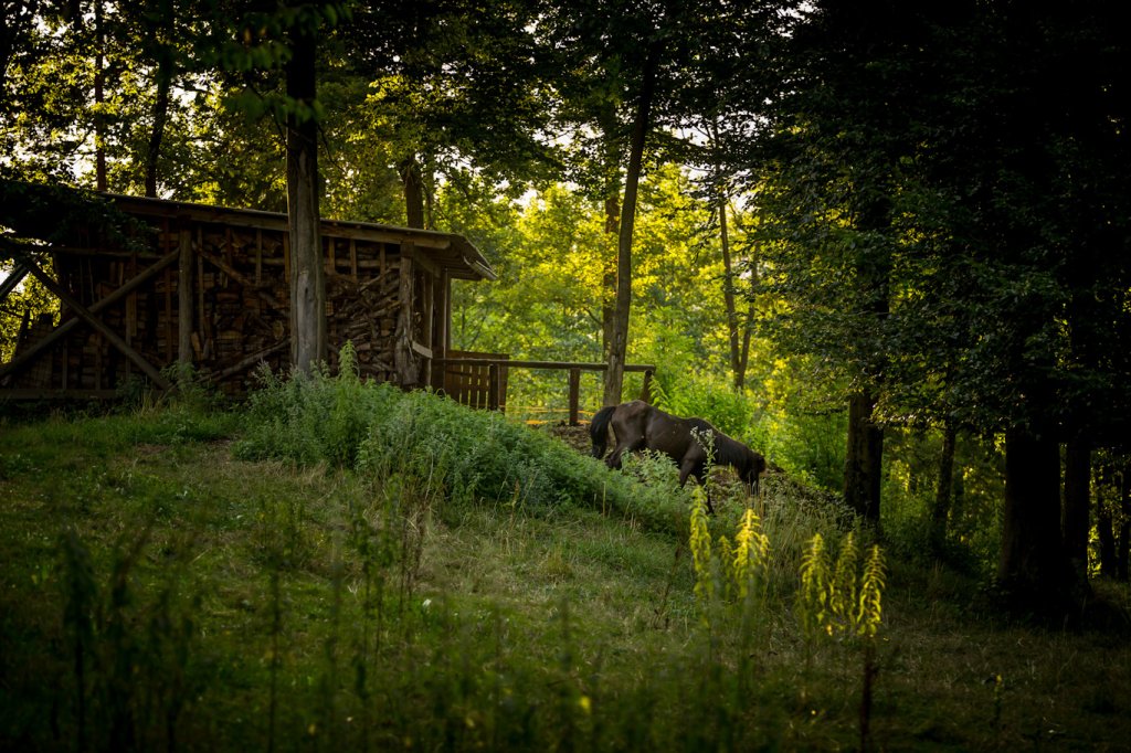 Mini Camp Animal Park | Forest Camping Mozirje | Image #28/29 | 