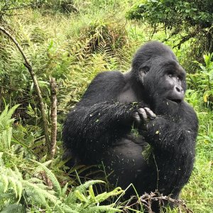 2 Days Gorilla Trekking in Bwindi Forest Uganda