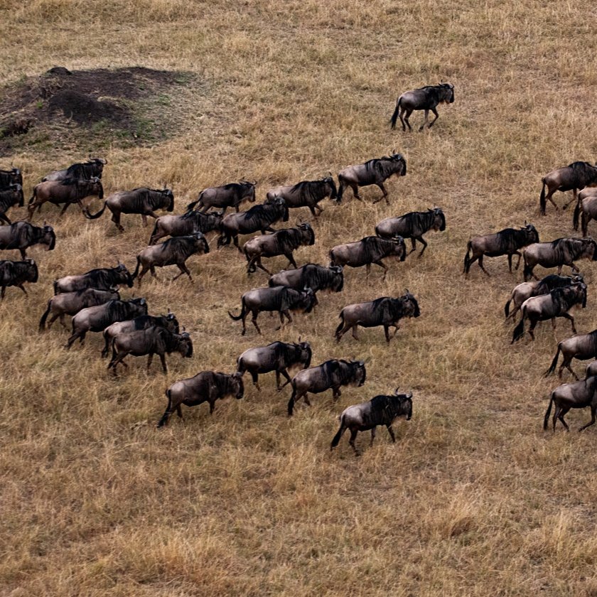Aerial View Of Wildebeest | Tours And Safaris To East Africa | Image #2/16 | 