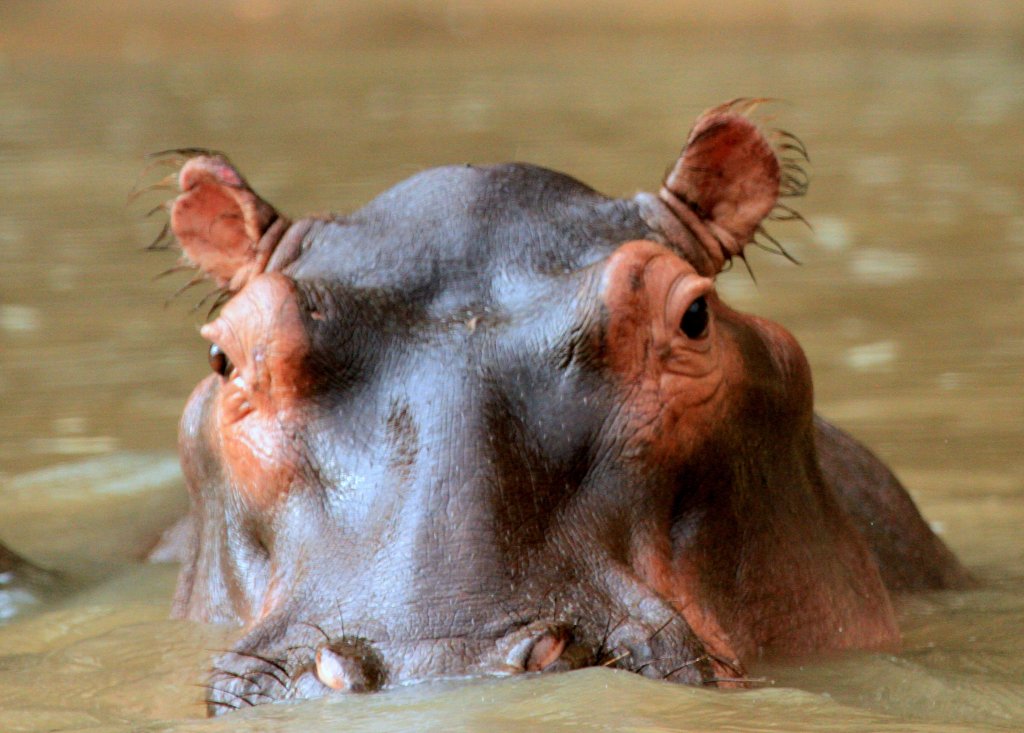 Hippo | Tours And Safaris To East Africa | Image #10/16 | 