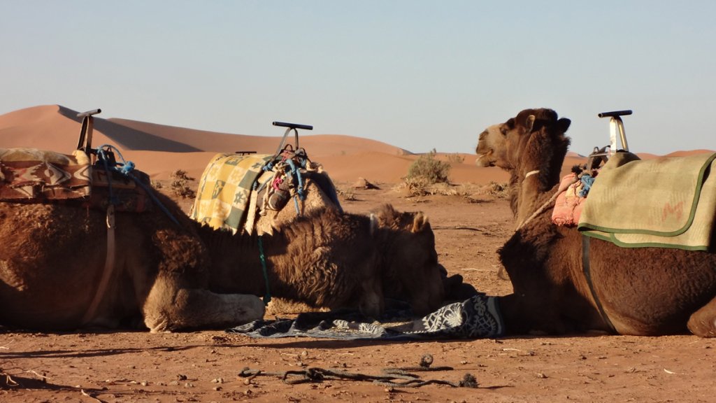 Morocco Camel Trekking Tours In Chigaga | Desert ViE Travel | Image #12/15 | 