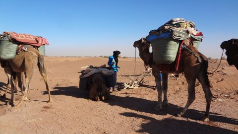 Best Morocco Camel Trekking