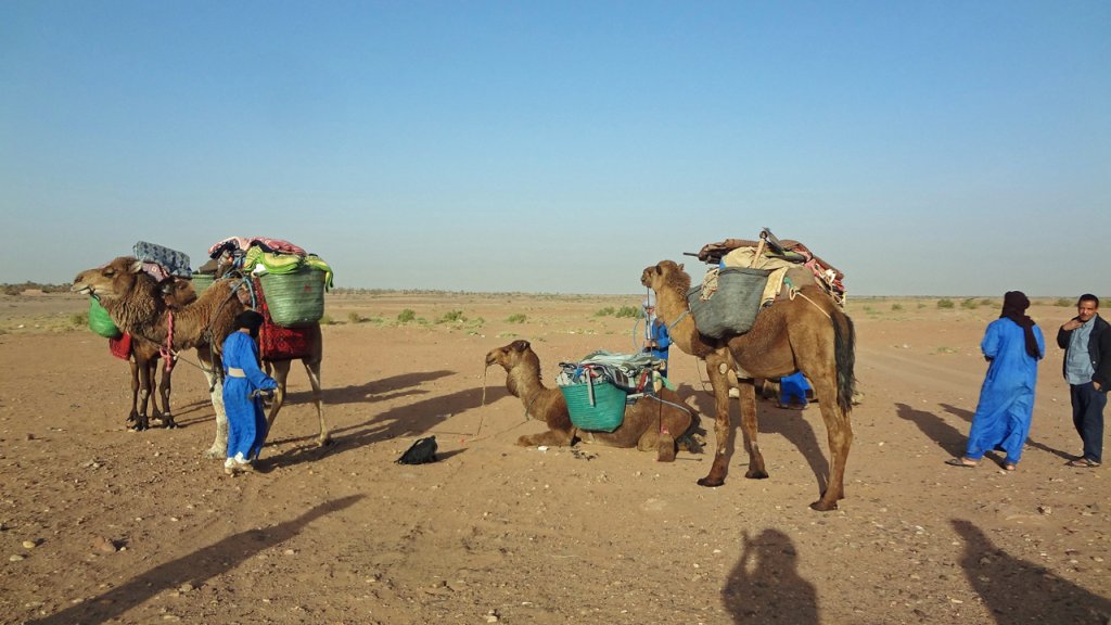 Morocco Tour Camel Trekking Excursions | Desert ViE Travel | Image #13/15 | 