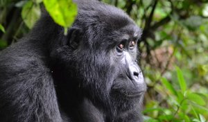 Unrivaled 3 day Gorilla trekking & Cultural tours