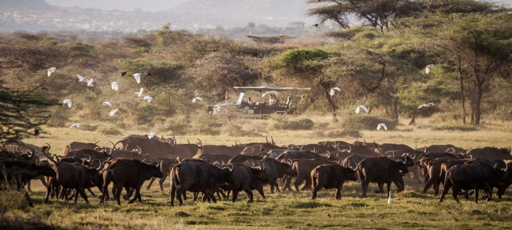 Masai Mara Safari | Image #25/29 | 