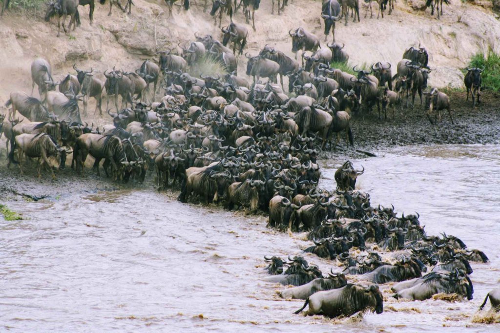 Masai Mara Safari | Image #23/29 | 