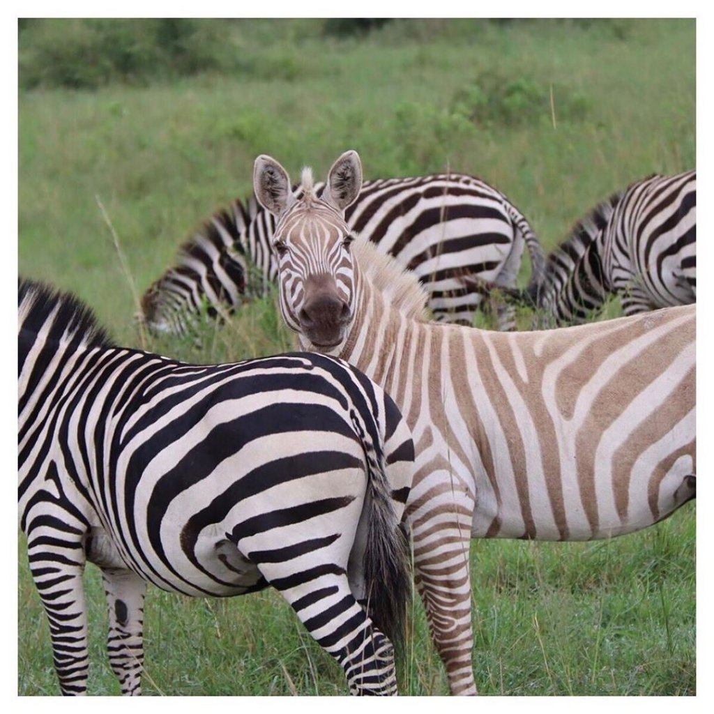 Masai Mara Safari | Image #9/29 | 