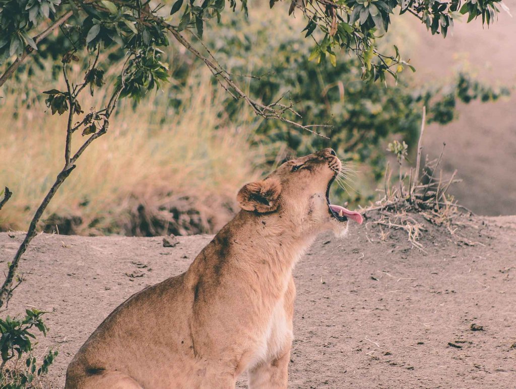Masai Mara Safari | Image #19/29 | 