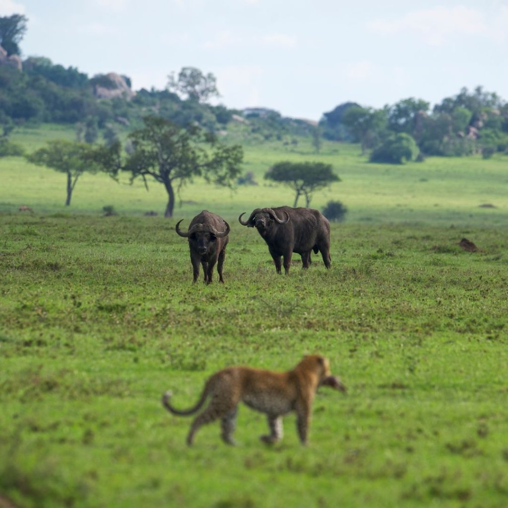 4 Days Tanzania Safari | Image #4/6 | 