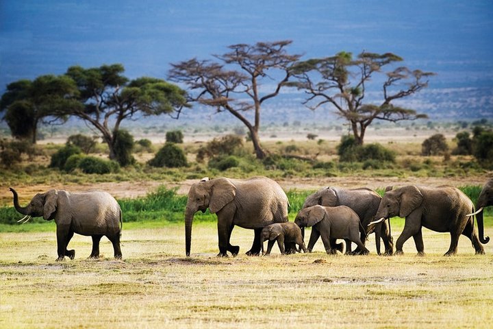 4 Days Tanzania Safari | Image #2/6 | 