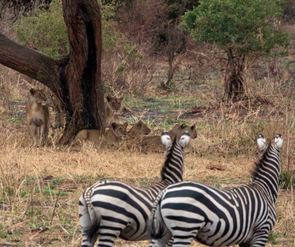 4 Days Tanzania Safari | Image #5/6 | 