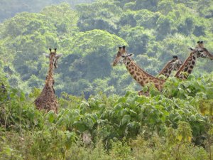 4 days Romantic Destinations holiday | Arusha, Tanzania | Wildlife & Safari Tours