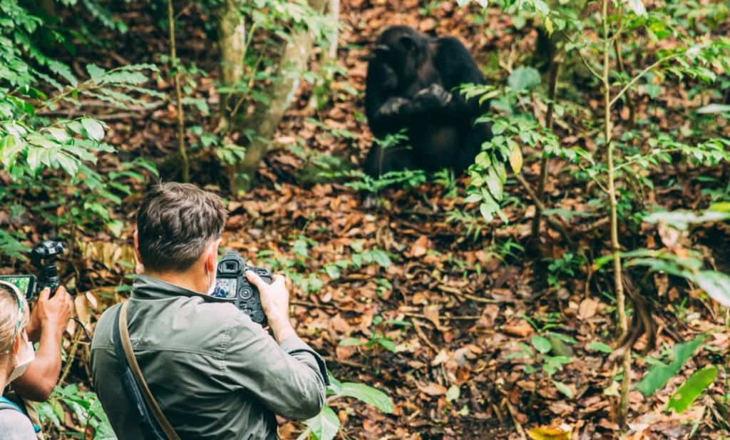 Chimps & Gorillas | Alaitol Safaris | Image #7/9 | 