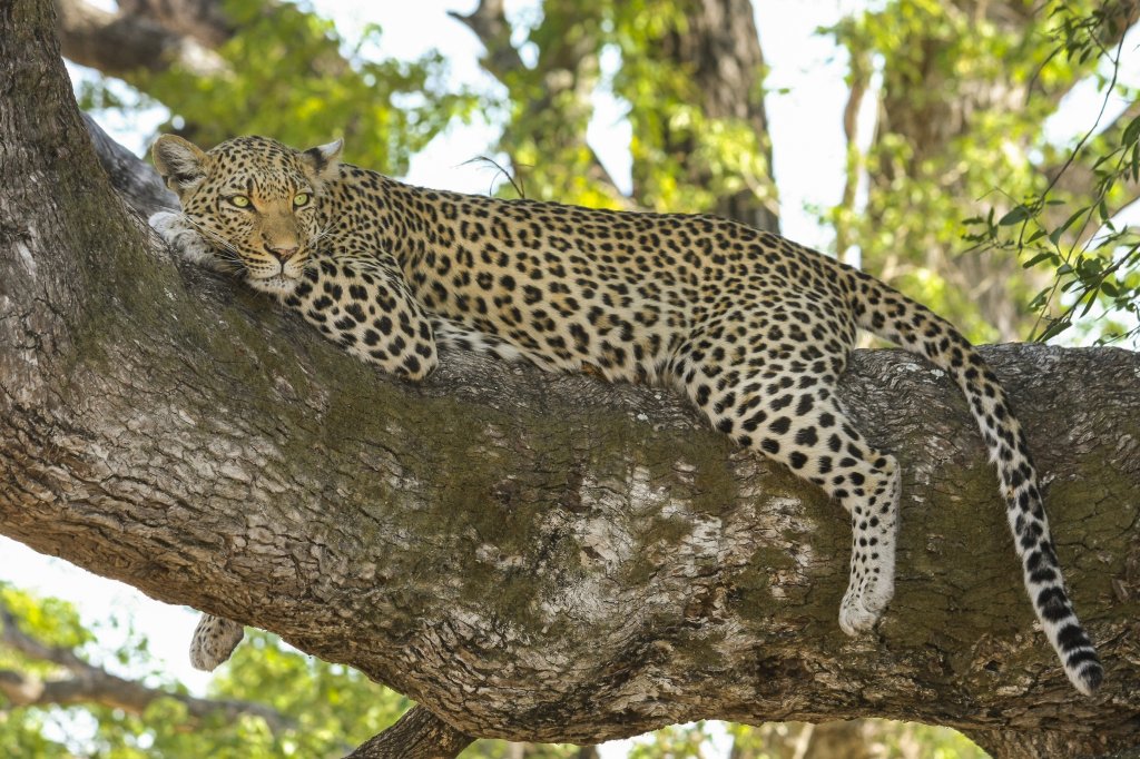 Leopard | Worthwhile Africa Safaris | Entebbe, Uganda | Wildlife & Safari Tours | Image #1/6 | 